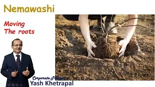 Nemawashi | Consensus Building l Japanese way of Consensus l Cooperation Among Colleagues