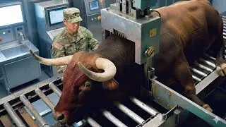 Inside The Bull Meat Industry | From Cattle Farming To Food & Leather Products| full process