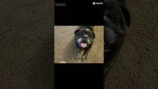 rip GUS #bulldog #cute #sad #happy