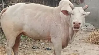 Gau Mata is live