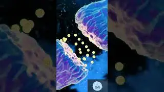 Synaptic signaling 👨&zwj;🔬🧬🧬⚕️