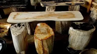 Petrified Wood Side Table