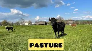 how cows behave in the spring pasture