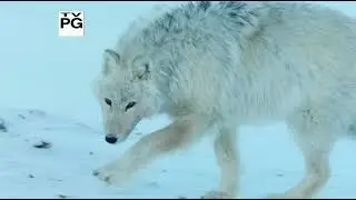 PBS Nature Arctic Wolf Pack 720p HDTV