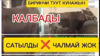 БИРИНЧИ ТУУТ КУНАЖЫН ЖАНА ЭКИНЧИ ТУУТ УЙ САТЫЛАТ ЧҮЙ ОБЛУСУ СОКУЛУК РАЙОНУНДА ДОСТАВКА БАР ✅