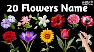 20 Flowers Name in English and Hindi / फूलों के नाम अंग्रेजी और हिंदी में