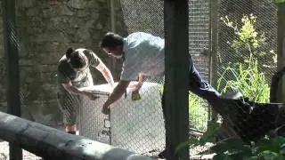 Wallaby rescue at Dartmoor Zoo