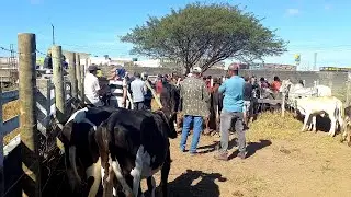 INAUGURAÇÃO CURRAL DE GADO POSTO ALTO SERRA PE.11/01/26