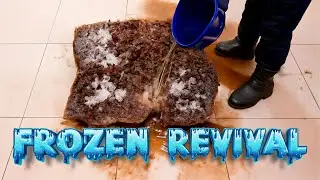 Fall ASLEEP Fast with 1 HOUR of DEEP Cleaning Carpet ASMR