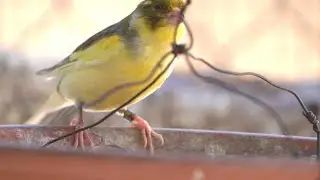 You Won't Believe How Canaries Live in the Wild! #Canary #BirdFacts #WildlifeShorts#ShortDocumentary