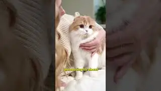 the highest levels of pet ownership in the world | vid103