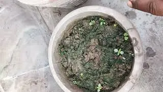 save tree,plant tree