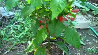 Plant Update 7.23.2012 and Ghost Pepper Picking