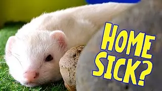 My Ferrets Miss Their Old Home&hellip; So I Did This