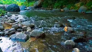 Beautiful River Sounds for Sleep | River Sounds for Sleeping, Studying, and Relaxing #41