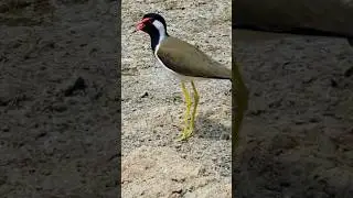 Beautiful Red wattled lapwing bird sounds #birds #birdslover #pets #animals #zoo #shorts