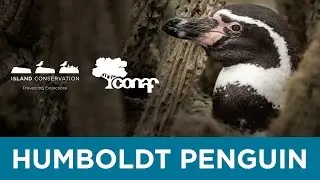 Island Conservation - Chilean Wildlife, Humboldt Penguin
