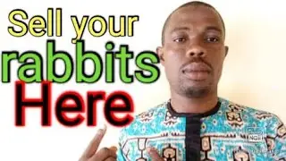 How to sell your rabbits ||Lucrative rabbits business in Nigeria.