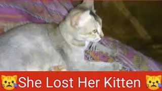 Mom Cat Lost Her  Kitten Video 2021 | Kitten Rescue Videos 2021 | Mom Cat Rescue Kitten Video 2021
