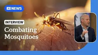 Genetically modified mosquitoes bred to fight spread of deadly diseases | ABC NEWS