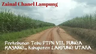 PERKEBUNAN TEBU PTPN VII, BUNGA MAYANG,, kabupaten LAMPUNG UTARA