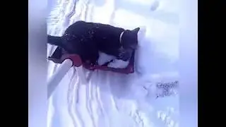 Cats Love Winter-Funny Cats On Winter Compilation
