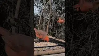 A Cardinal too smart to sneak up on 🐦 #backyardbirds