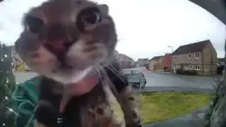 TOP 5 MEWING CATS IN CAMERA