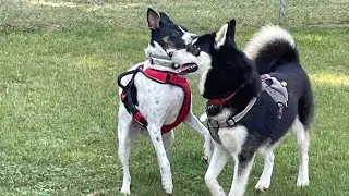 #DogPark Fun With Sassy! #DogParkFun #Sassy