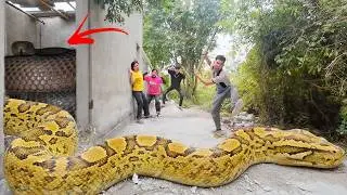 Brave Hunter Catches 100 Ferocious Dragon Snakes and Anaconda Pythons with Bare Hands