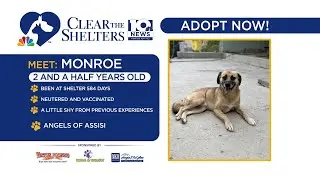 Clear the Shelters | Monroe