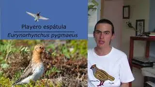 Aves Playeras: Cr&oacute;nica de Plumas y Agua (parte 1)