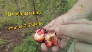 Dégustation du prunier hybride 'Zurna'