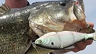 Big swimbait fishing for giant bass! #6thsensefishing #workingclasszero #osp