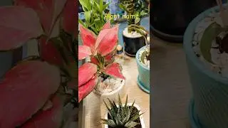 indoor plant agroma pink colour Lotus bamboo mitti moon cactus flower #dragonfruitplant #greenplant
