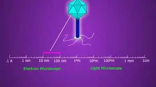 Cell Size, Shape and Number