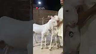 HB GOAT FARM FSD ❤️ #hbgoatfarm#faisalabad #mashallah#qurbani #2025