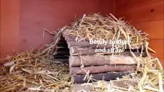Rabbits' hutch tour