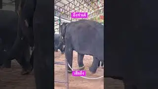 elephant talent 😍😍 #elephantlove #animallife #animaldance #elephantvideo #animals #circusact