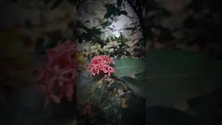Khila Aur Toot Gaya 🌸 | Cinematic Flowers | Khaab