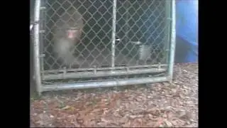 Primate Rescue - Living Conditions Before