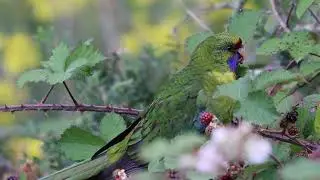 Green rosella foraging @ Bruny island, Tasmania (Australia)