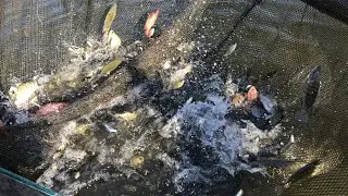 Tilapia Fingerlings Sorting Part 1 | Maringph aftermath | Tilapia Farming Life
