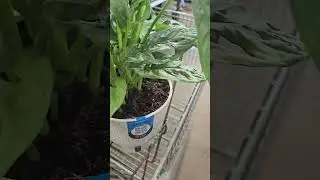 Lowes plants clearance plant shopping