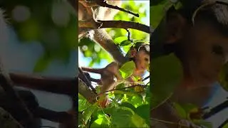 Baby wild Life animal  #blaze #tia #babymonkeybrady #animalemotion #alwayshungry #animals