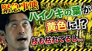 【ハイノキの枝が枯れてきた】ハイノキの上手な育て方