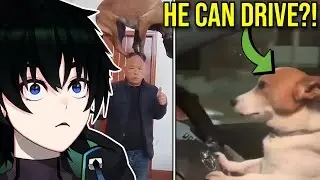 Jacobkil Reacts to DOG DRIVING Like a PRO!