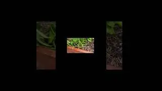 #mybackyardgarden #garden #garden #dwarf beans #kitchengarden #long beans #backyardgardening