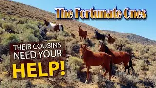 The Fortunate Ones - Still Wild and Still FREE - ADOPT IN CARSON CITY! Wild Horses NEED HELP!