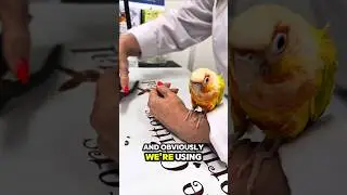 Bird Leg Bands Can Be DEADLY &mdash; Here&rsquo;s How I Safely Remove Them 🐦❌ #avianvet #birds #parrot